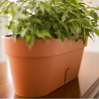 window box latina