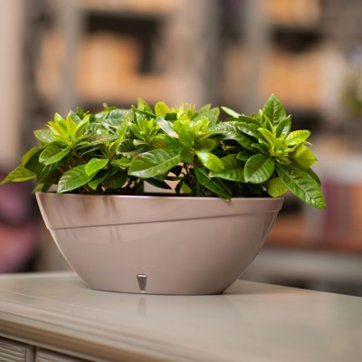 hidrojardinera calypso