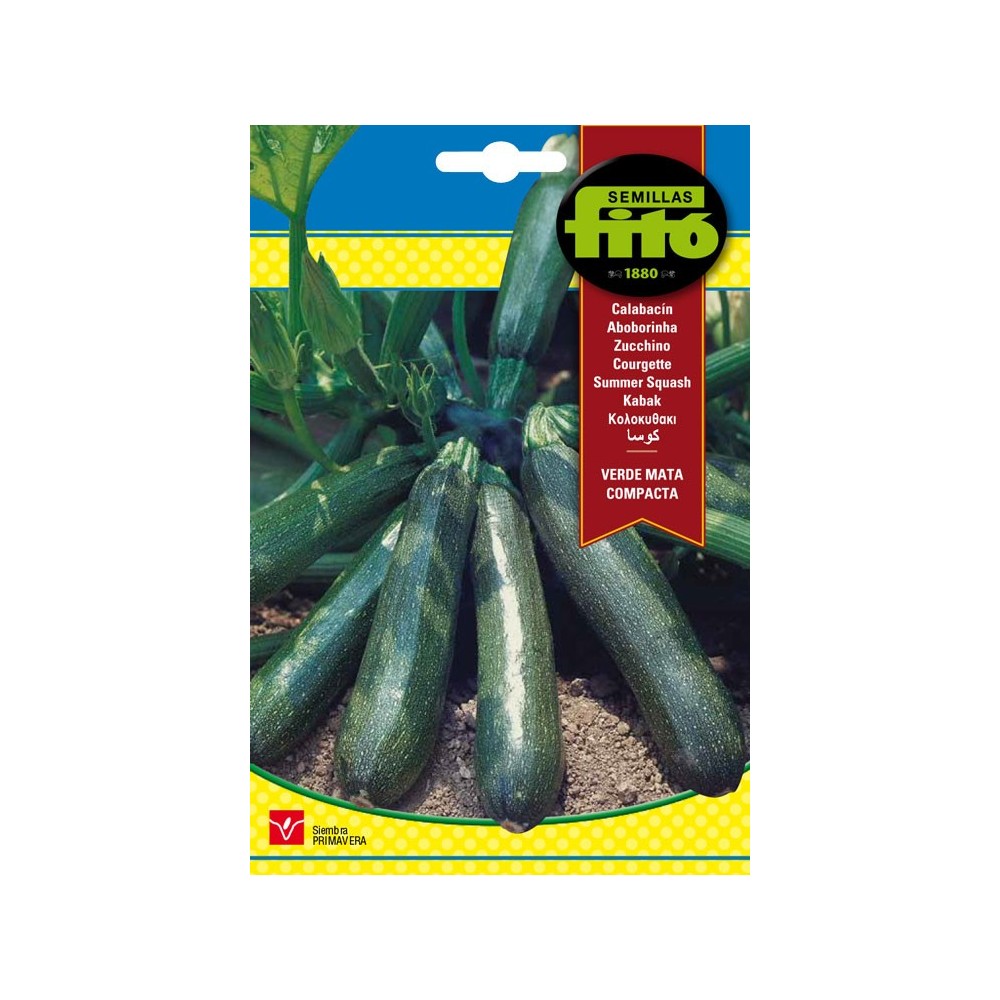 Calabacin verde mata compacta