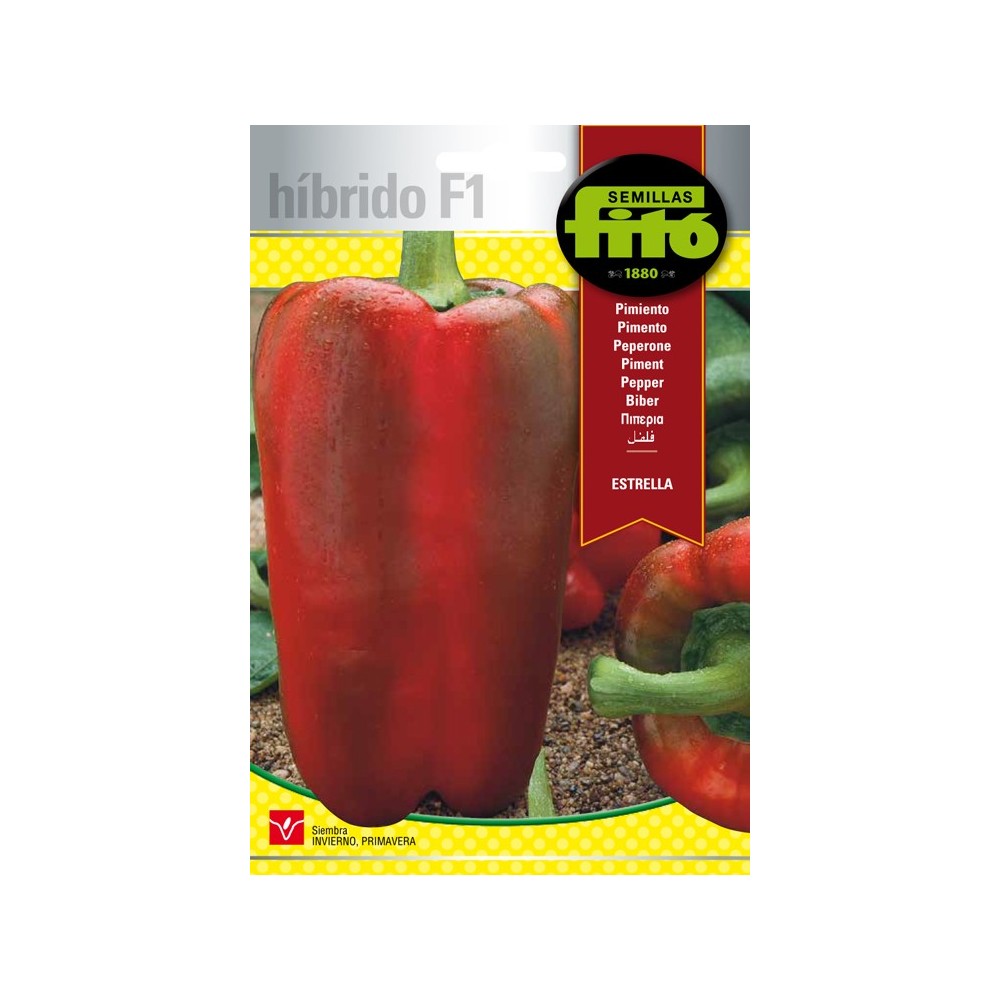 pimiento estrella híbrido