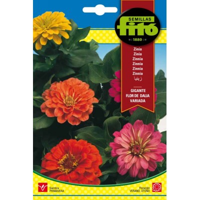 ZINIA GIGANTE FLOR DE DALIA