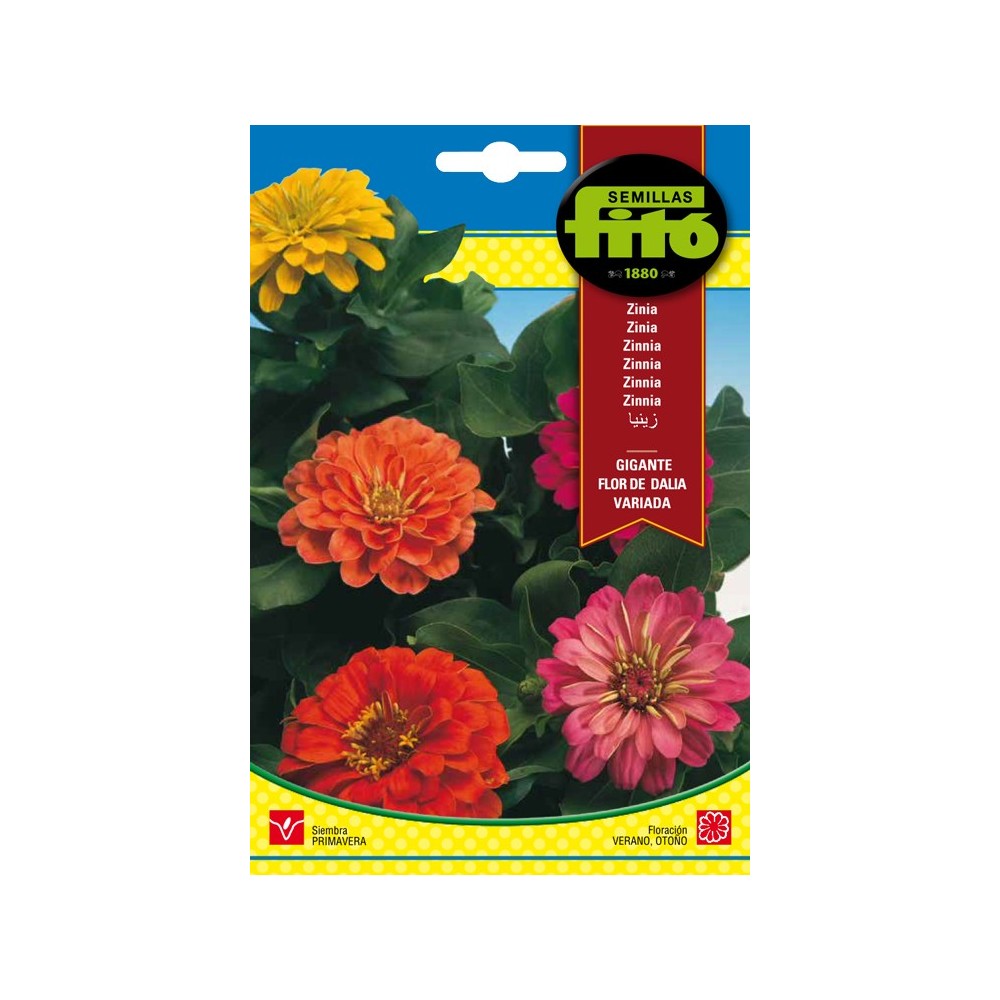 ZINIA GIGANTE FLOR DE DALIA