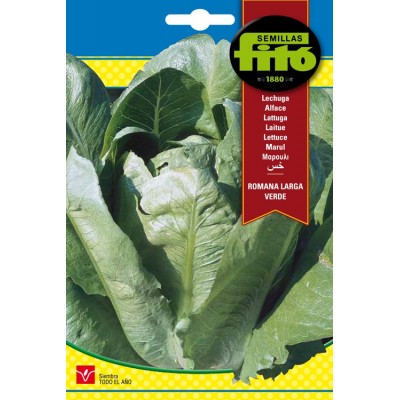LECHUGA  ROMANA