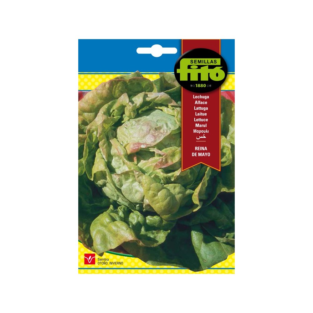 LECHUGA REINA DE MAYO 