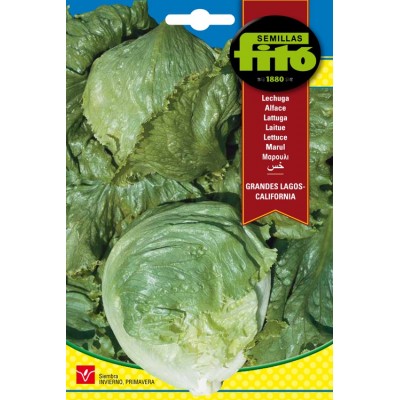 LECHUGA 