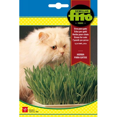 HIERBA PARA GATOS 