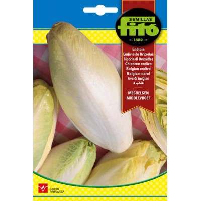 ENDIBIA DE BRUSELAS "WITLOOF" 