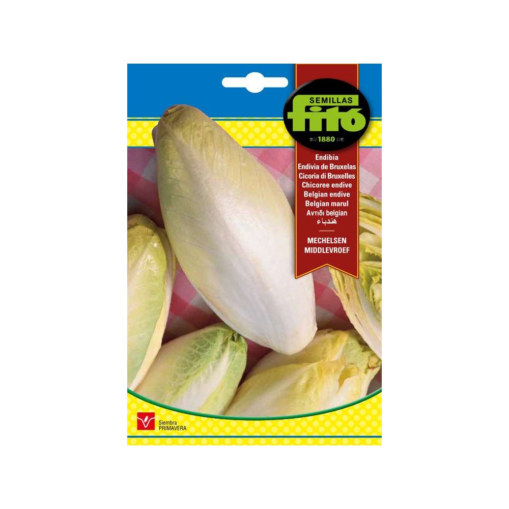 ENDIBIA DE BRUSELAS "WITLOOF" 