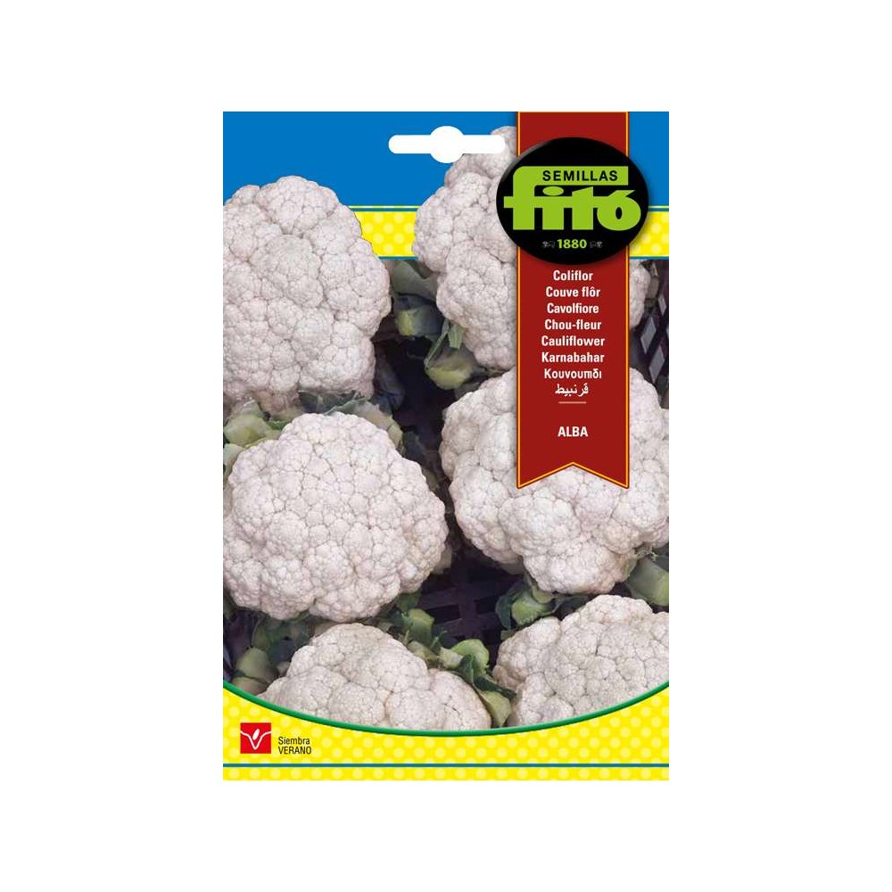 COLIFLOR ALBA 