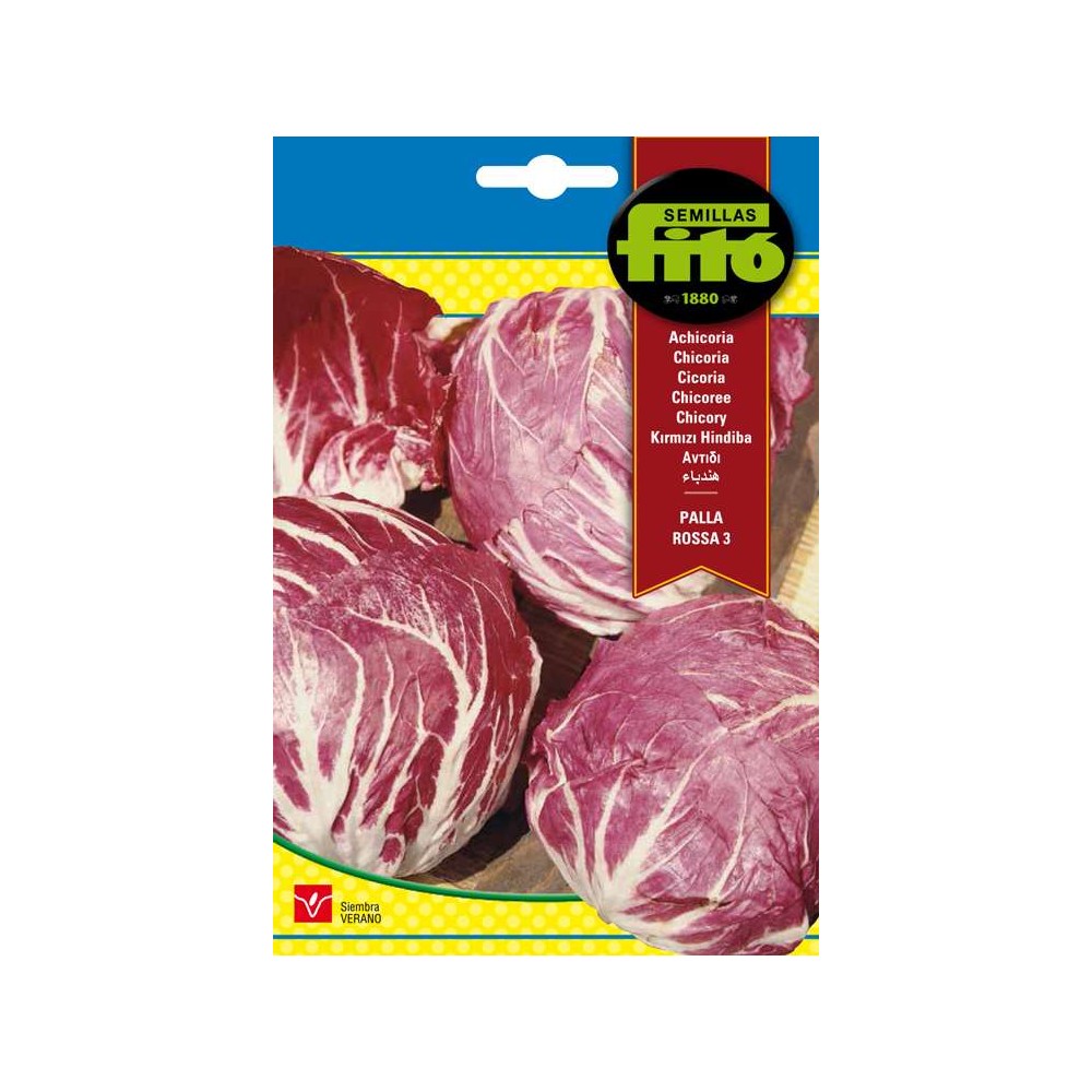 ACHICORIA ROJA DE CHIOGGIA. 6 GRS