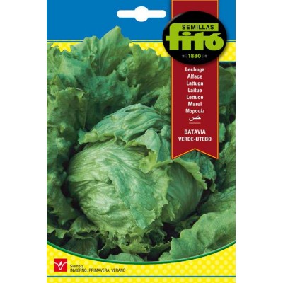 Semillas de Lechuga Batavia Verde-Utebo