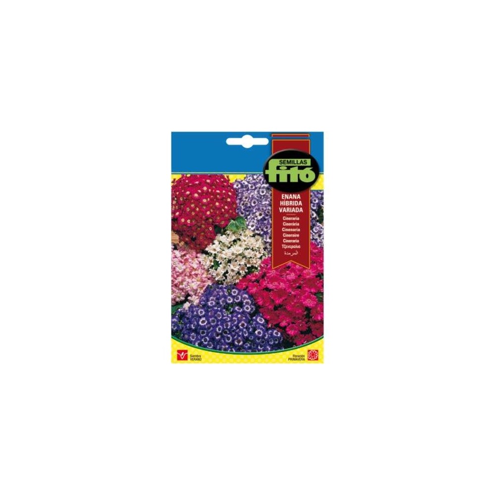 Semillas de Cineraria Enana Variada