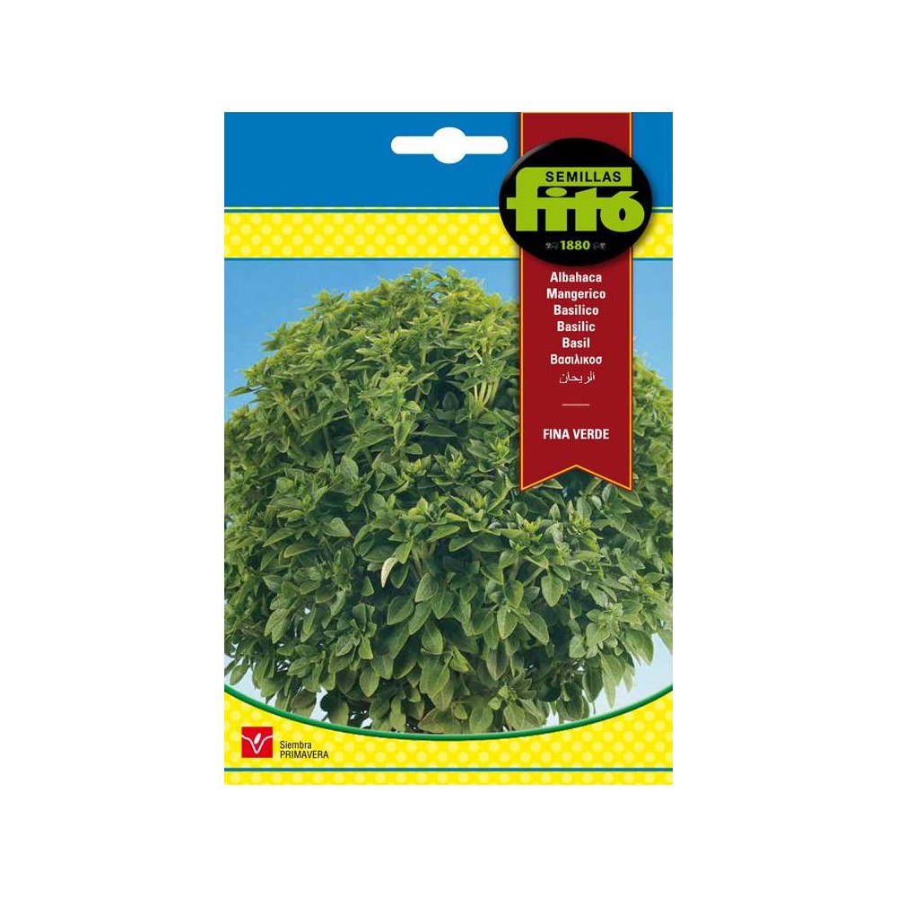 Semillas de Albahaca Fina Verde