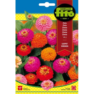 ZINIA GIGANTE FLOR DE DALIA