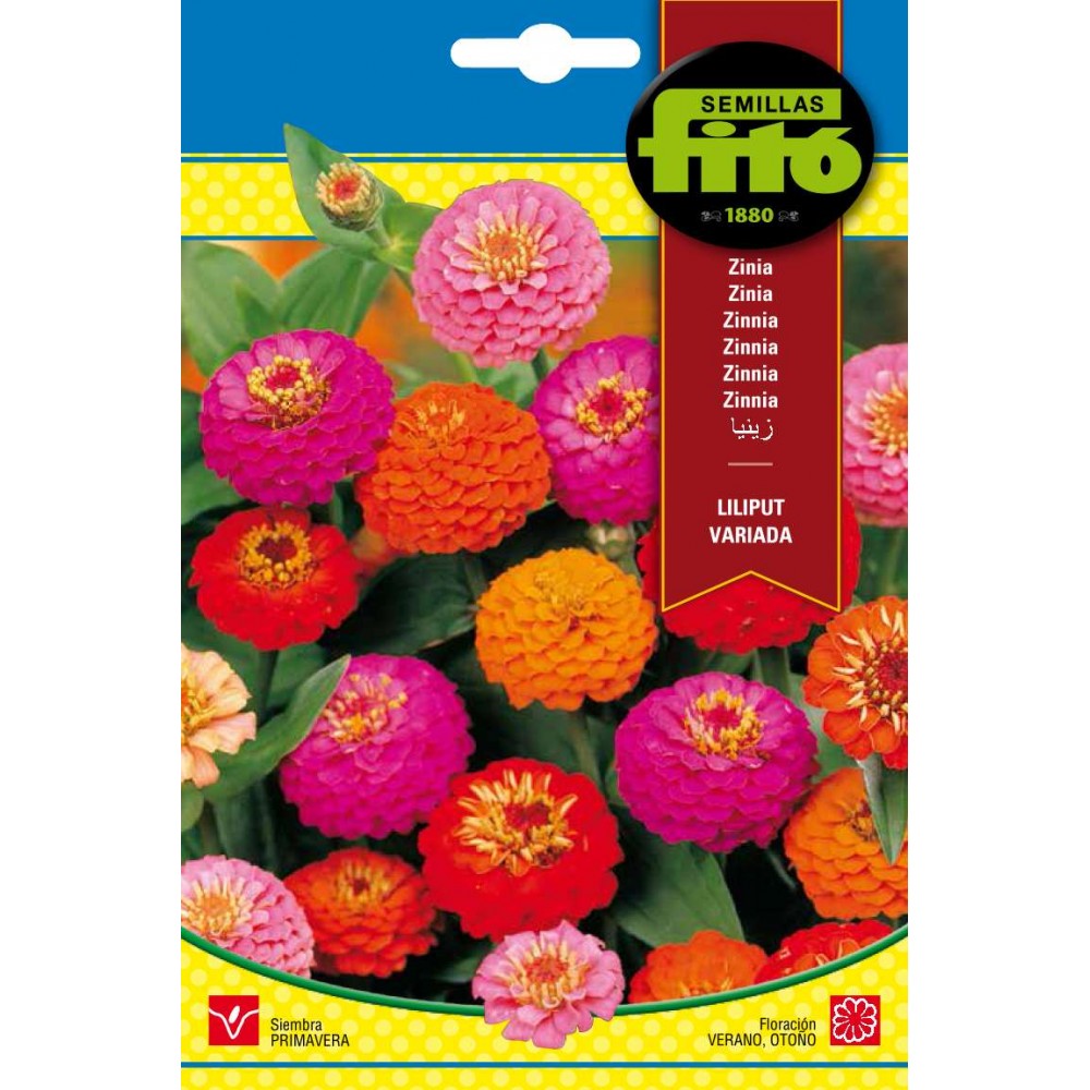 ZINIA GIGANTE FLOR DE DALIA
