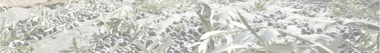 ACEITUNA
